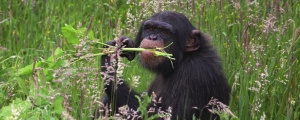 Şempanzeler kendi kendini iyileştiriyor