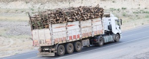 Şırnak’ta ormanın yüzde 8’i yok edildi