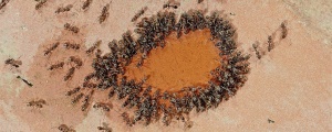 Karınca jeopolitiği