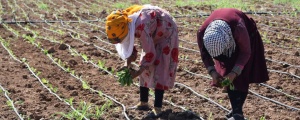 Li Kantona Cizîrê aboriya hilberandinî