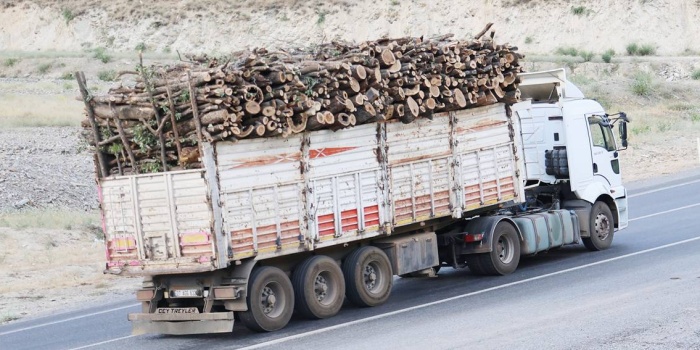 Şırnak'ta ağaç kıyımı