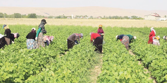 Mevsimlik tarım işçisi kadınlar